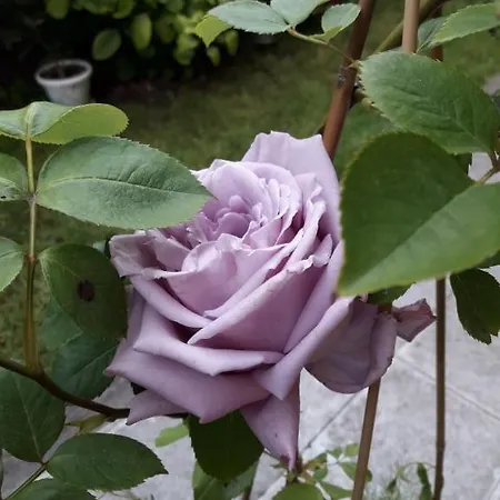 Gæstehus Ivy Ravda